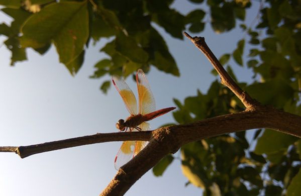 dragonflywings
