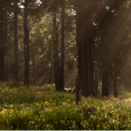 IFN Monthly Skills Refresh